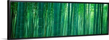 Bamboo Forest, Sagano, Kyoto, Japan