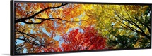 Fall Foliage