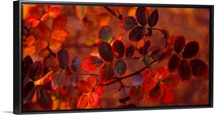 Fall Leaves CO