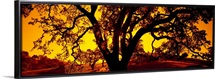 Silhouette of Coast Live Oak trees (Quercus agrifolia), California