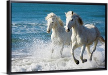 Camargue Horses running on the beach, South of France, France