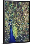 Royally Blue I