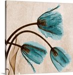 Blue Tulip X-Ray Photograph