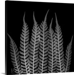 Fern Leaf X-Ray Photograph