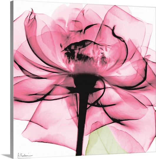 Pink Rose xray photography Photo Canvas Print Great Big Canvas