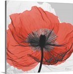 Red Poppy X-Ray Photograph