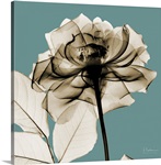 Sepia Rose X-Ray Photograph