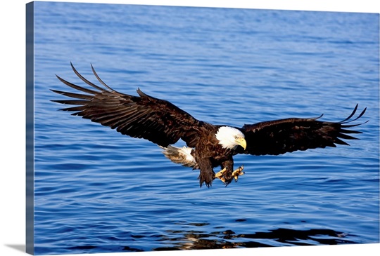 A bald eagle swoops in with talons extended to catch a fish in Southeast, Alaska