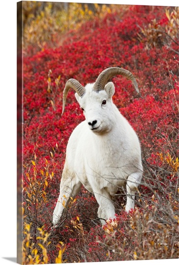 A Dall sheep ram stands in colorful Autumn bushes in Denali National Park, Alaska