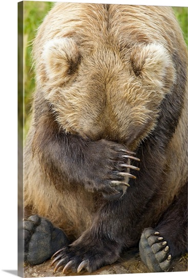 A female Brown bear puts her paw over her in Katmai Park, Southwest Alaska