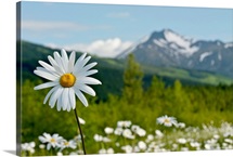 A group of daisies grow in the meadows of Turnagain Pass in Chugach National Fores