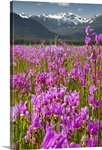 A large field of Shooting Stars bloom in Mendenhall Valley, near Juneau