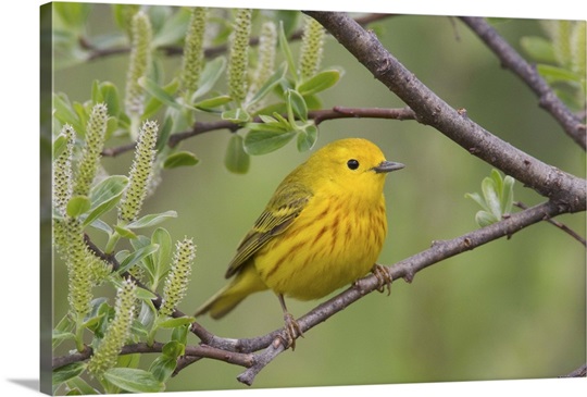 A male Yellow Warbler perched in a willow, Copper River Delta, Southcentral Alaska