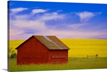 A Red Farm Building Against A Canola Field