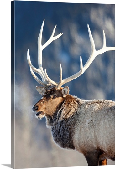A rost covered Rocky Mountain Elk, Southcentral Alaska, Winter