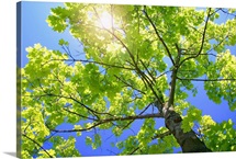 A Tall Tree