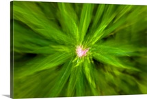 Abstract of new Fireweed growth, Shoup Bay State Marine Park, Prince William Sound