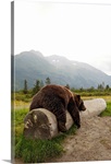 Adult Brown bear rests on a log at the Alaska Wildlife Conservation Center