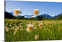 Alaska Cotton Grass in bloom in a meadow near Mendenhall Towers and Coast Mountains