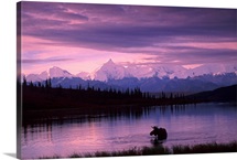 Alaska Range Moose Bull Wonder Lake Denali Natl Park Interior Alaska Summer Trees Snow