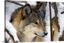 An Adult Gray Wolf, Southcentral Alaska
