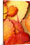 Autumn Leaves