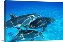 Bahamas, Atlantic Bottlenose Dolphin (Tursiops Truncatus) Swimming Together