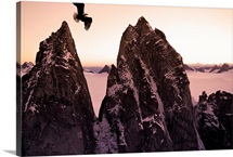 Bald Eagle flying past Taku Towers on the Juneau Ice Field at sunset, Alaska.