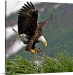 Bald Eagle gathering materials for a nest Kukak Bay Katmai National Park