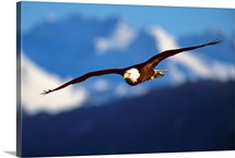 Bald Eagle (Haliaeetus Leucocephalus)