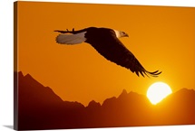 Bald eagle in flight