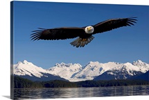 Bald Eagle in flight Inside Passage Tongass National Forest SE Alaska Spring