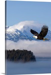 Bald Eagle in flight over the Inside Passage near Tongass National Forest