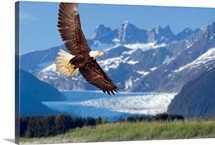 Bald Eagle in flight with Mendenhall Glacier in background