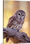 Barred Owl (Strix Varia) Perched On A Cottonwood Tree Branch