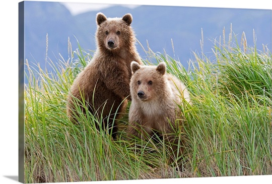 Bear cubs standing on a riverbank at Hallo Bay, Katmai National park, Alaska