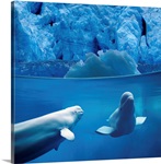 Belugas Underwater With View Of A Glacier