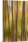 Birch Tree Abstract