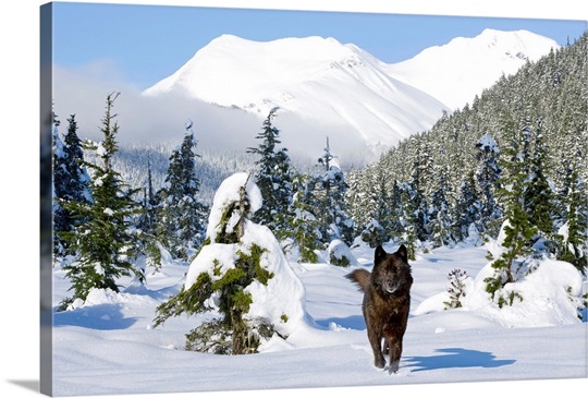 Black wolf in snow covered meadow in Alaskas Tongass Forest near Coast Mountains