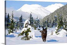 Black wolf in snow covered meadow in Alaskas Tongass Forest near Coast Mountains