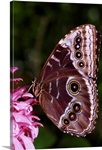 Blue Morpho Butterfly On Flower
