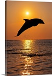 Bottle Nose Dolphin Jumping at Sunset, Roatan, Honduras