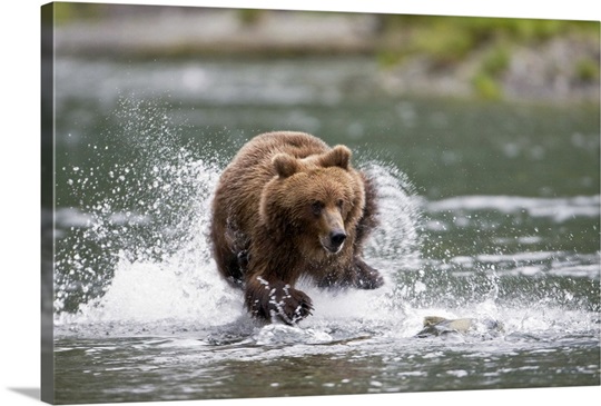 Brown bear chases salmon in a shallow stream Prince William Sound