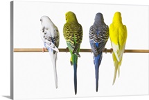 Budgie Bird Posteriors