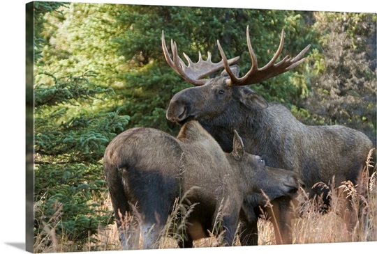 Bull moose and cow nuzzle during rutting season in the Chugach Mountains