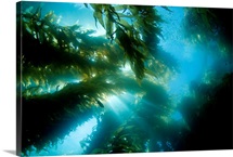 California, Catalina Island, Sunlight Streaming Through A Forest Of Giant Kelp