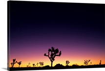California, Mojave Desert, Joshua Tree National Park, Joshua Trees Silhouetted At Dawn