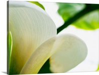 Calla Lily, Extreme Close-Up Of Large White Petal, View From Below