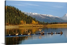 Caribou Herd Swimming Across Kobuk River, Arctic Alaska