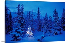 Christmas Tree in the Forest